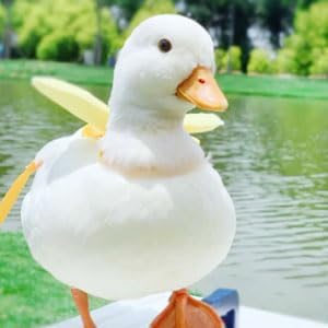 Duck Harness, Soft and Adjustable Chicken Walking Harness Breathable