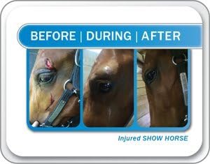 Champion Shield Silver Liquid Bandage for Horses, 2 Pack, Wound Care