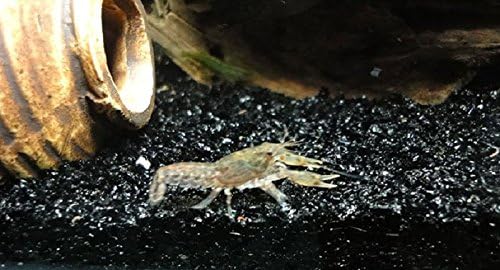 Hewnda 1 LB Natural Black Sand Aquarium Substrate