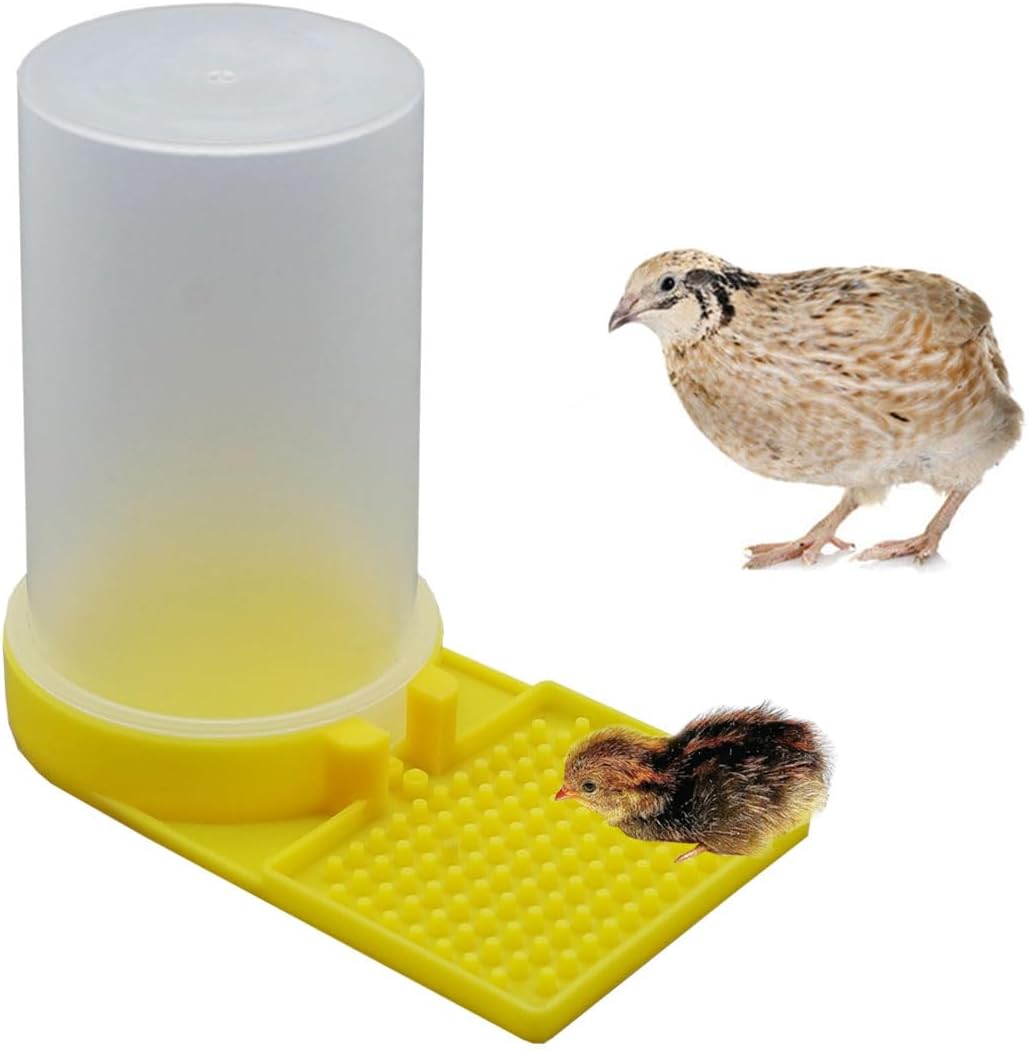 Baby Bird Button Quail Yellow Water Feeder