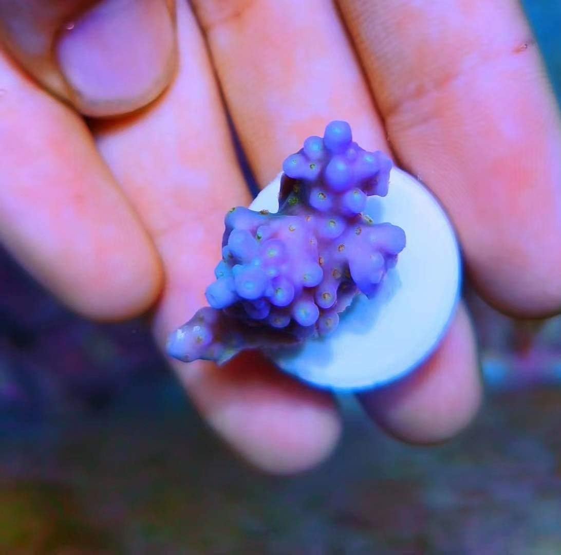 Aquarium Choice Ceramic Coralline Coral Frag Plugs 60 Pack