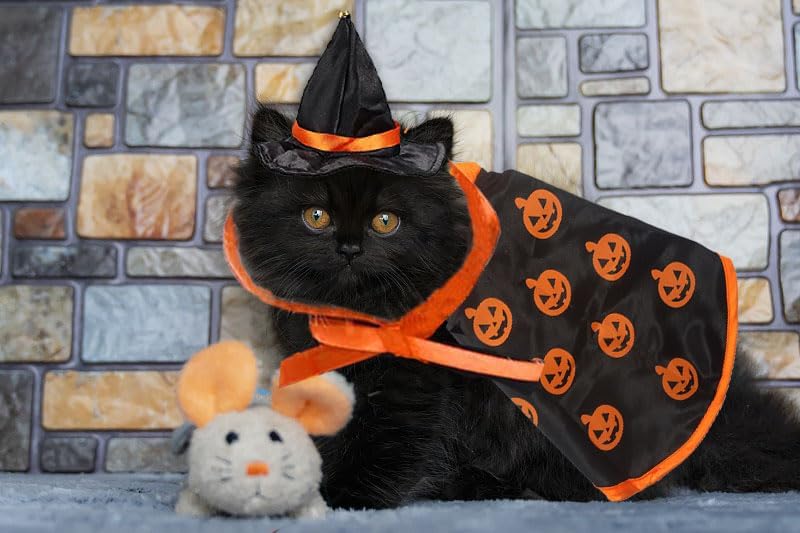 Halloween Cat Costume Cloak Witch Hat Pet Accessories Halloween