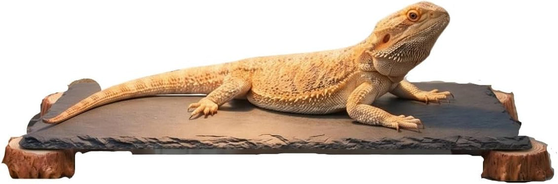 Bearded Dragon Basking Platform