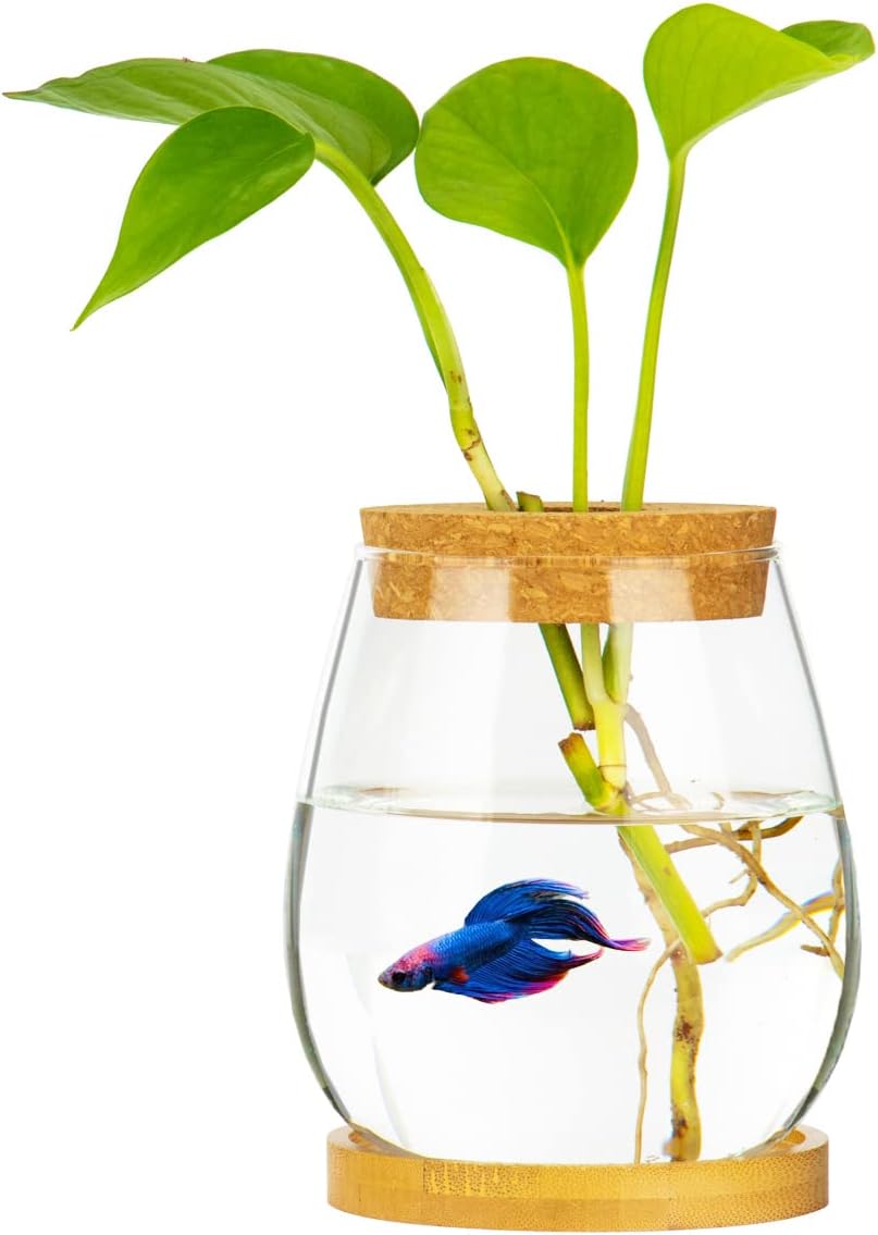 Desktop Fish Bowl Clear Glass Small Fish Tank with Wood Lid