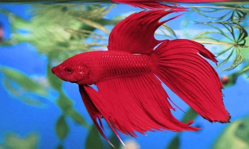 Tetra BettaSafe Water Conditioner for Betta Fish Tanks, 1.69 oz