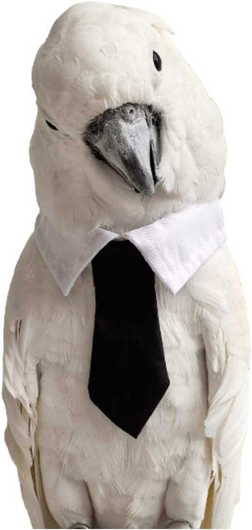 Bird Collar, Bird Clothes, Parrot Bird Supplies