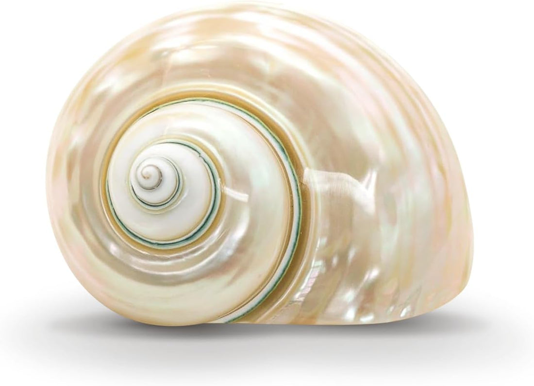 Hermit Crab Shells | Turbo Shells