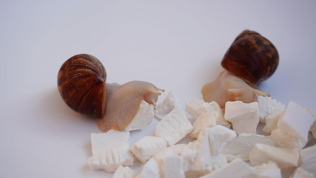 Cuttlebone for Snails, Snail Terrarium Supplies