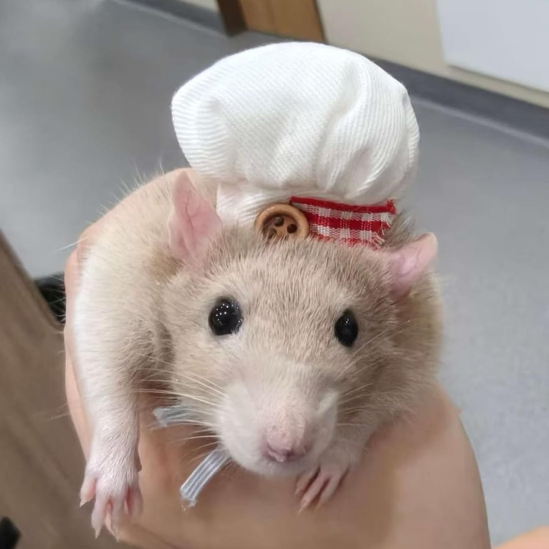 2 Pack Bearded Dragon Chef Hats Small Animal Cotton Cooking Chef Cap