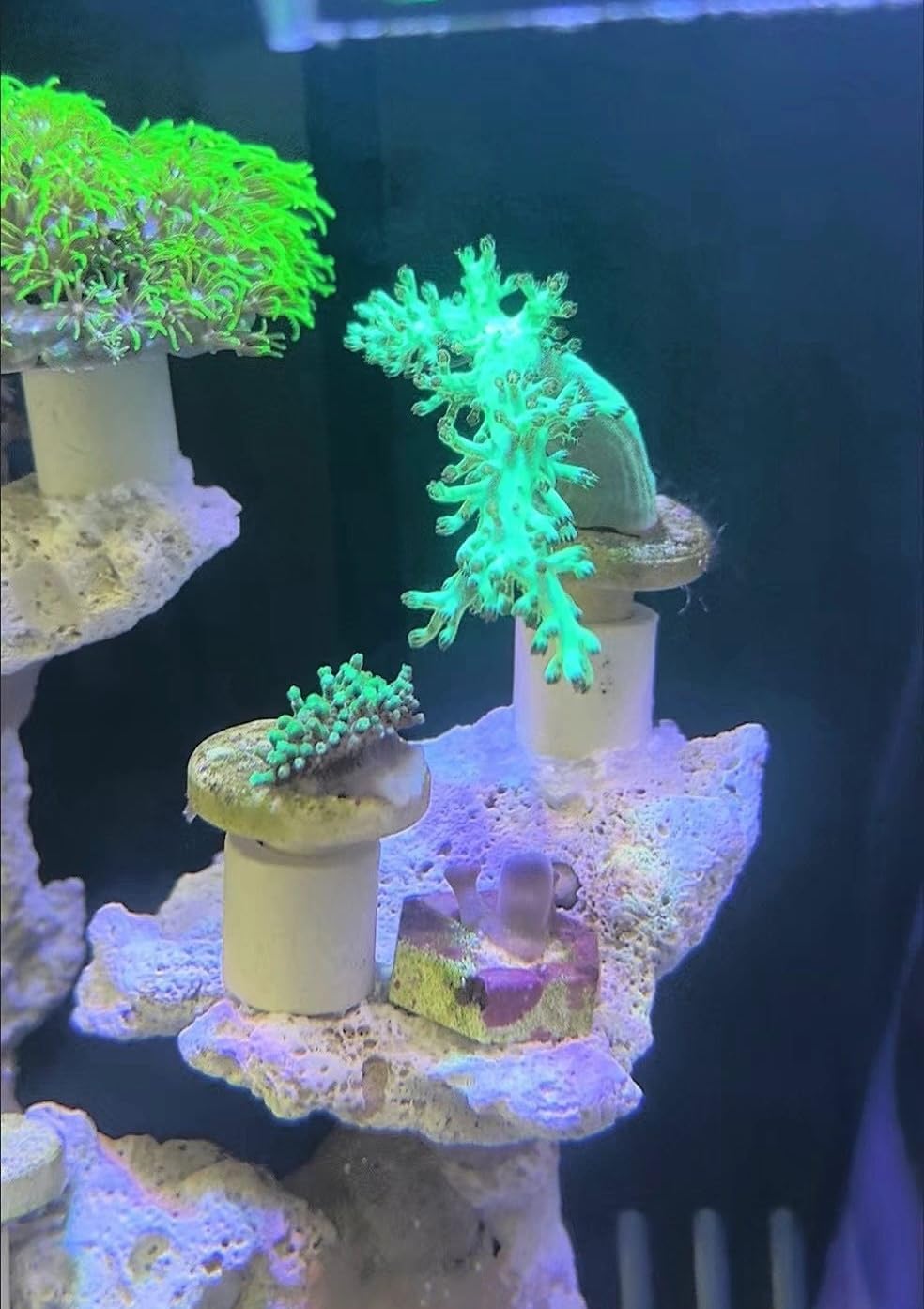 AWXZOM Pluggable Ceramic Coral Frag Plugs 12pcs + Coral Glue