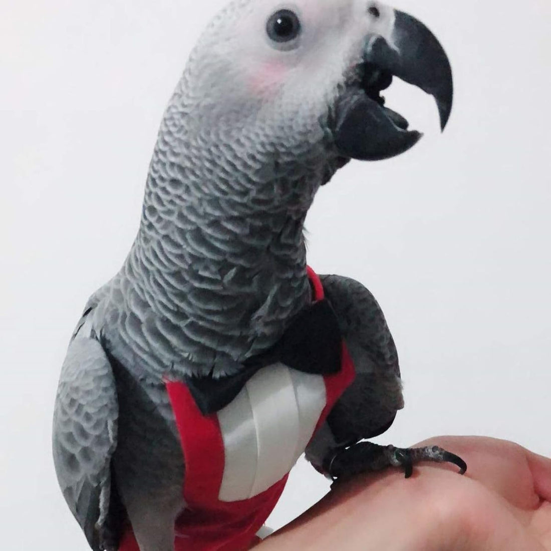 QBLEEV 2 Pack Bird Diapers, Reusable Cockatiel Tuxedo Flight Suite
