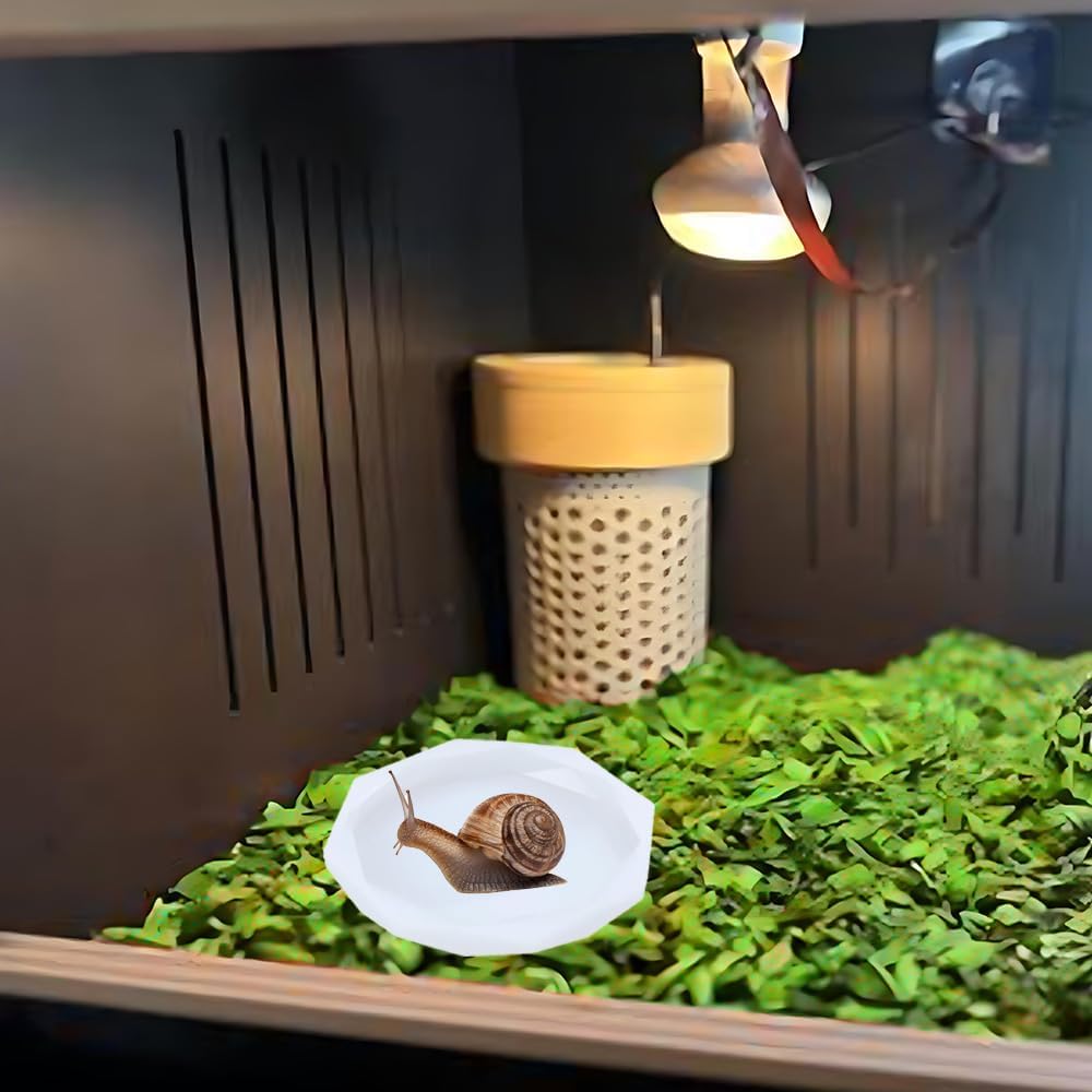 Snail Food and Water Bowl, Pet Snail Feeder