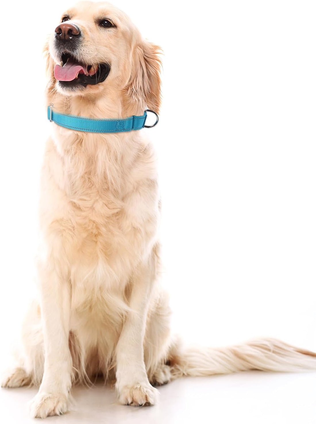 SGODA Martingale Dog Collar, Blue, M