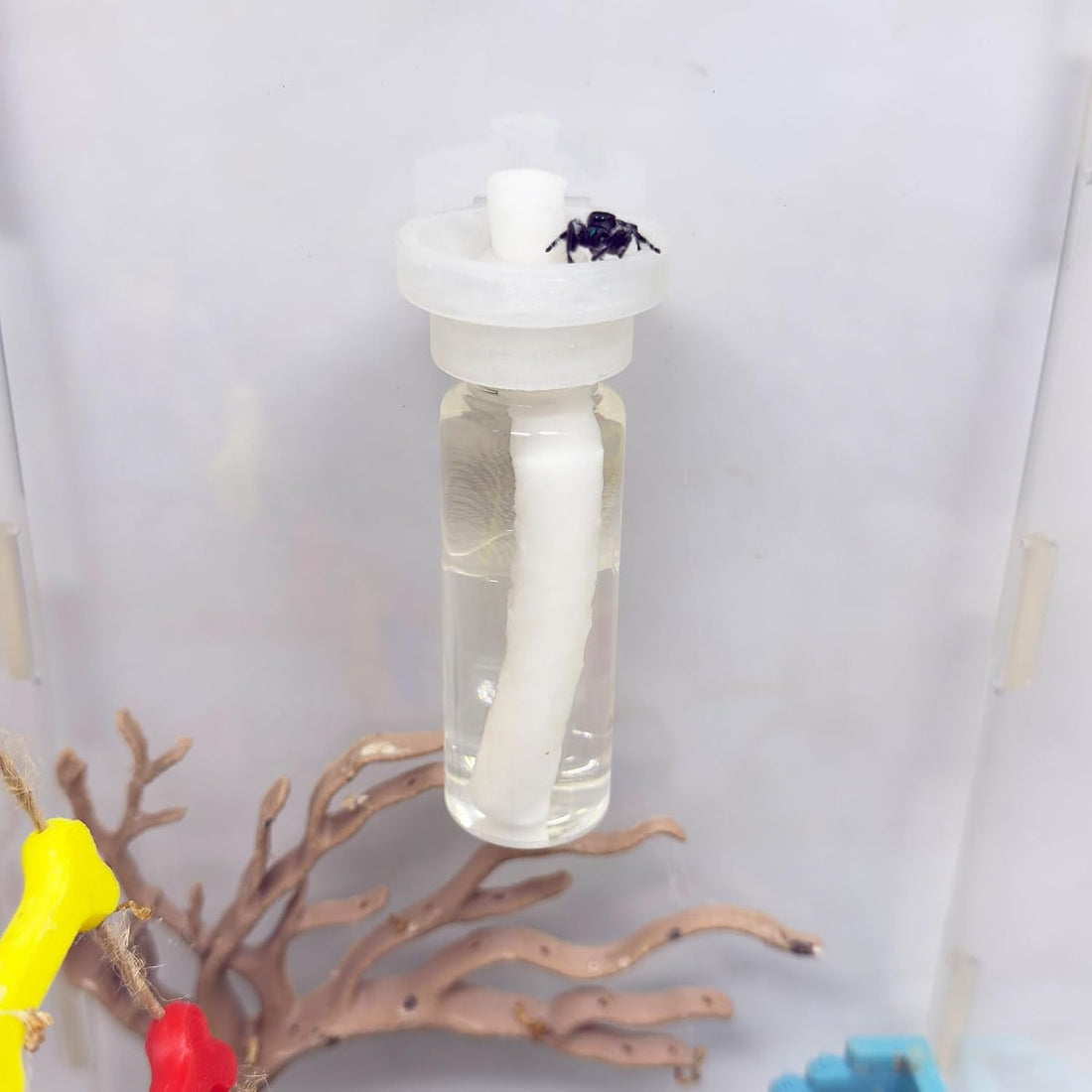 Jumping Spider Water Dispenser
