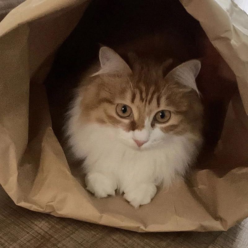 Durable Kraft Paper Cat Tunnel Bag for Indoor Cats & Small Pets