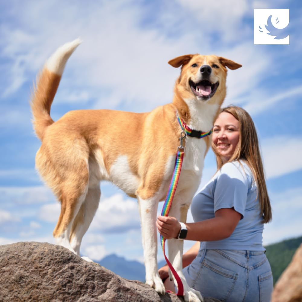 RC Pets Clip Collar | Adjustable, Durable, Comfortable & Fashionable