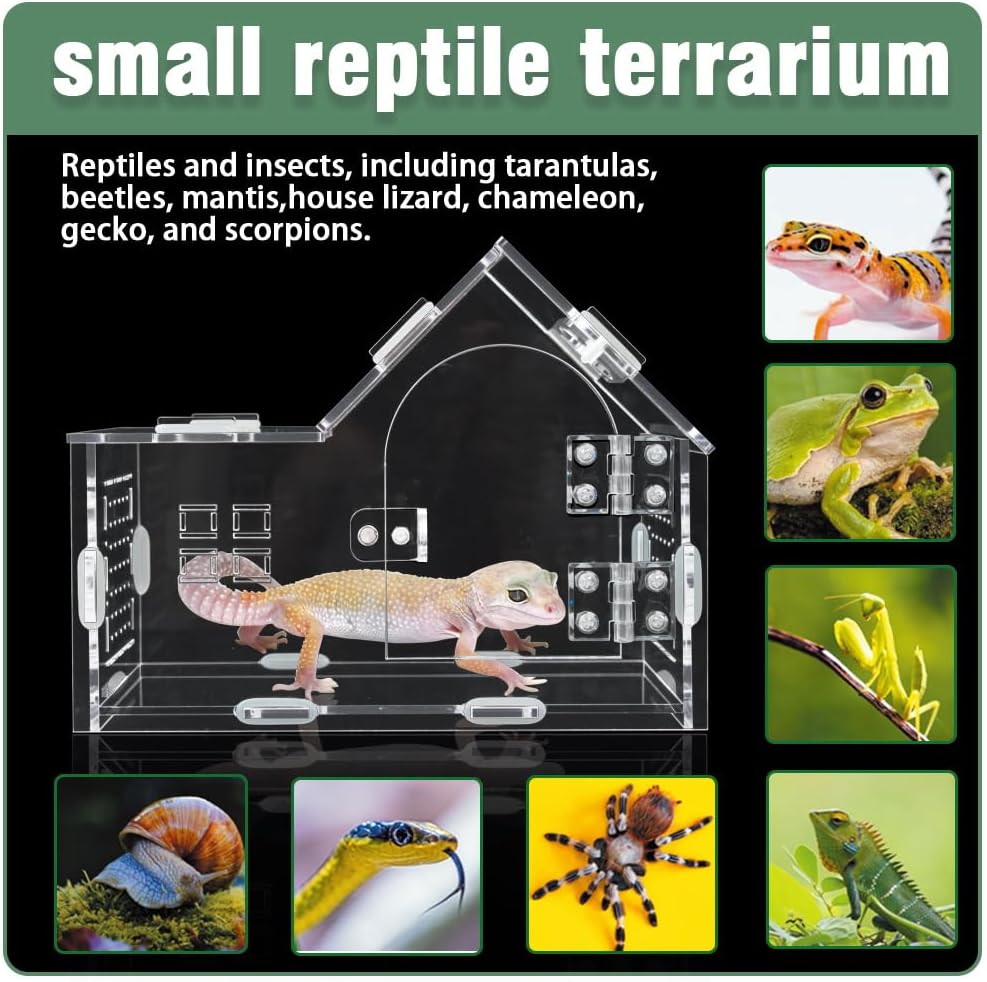 Acrylic Jumping Spider Enclosure House-Shaped Terrarium