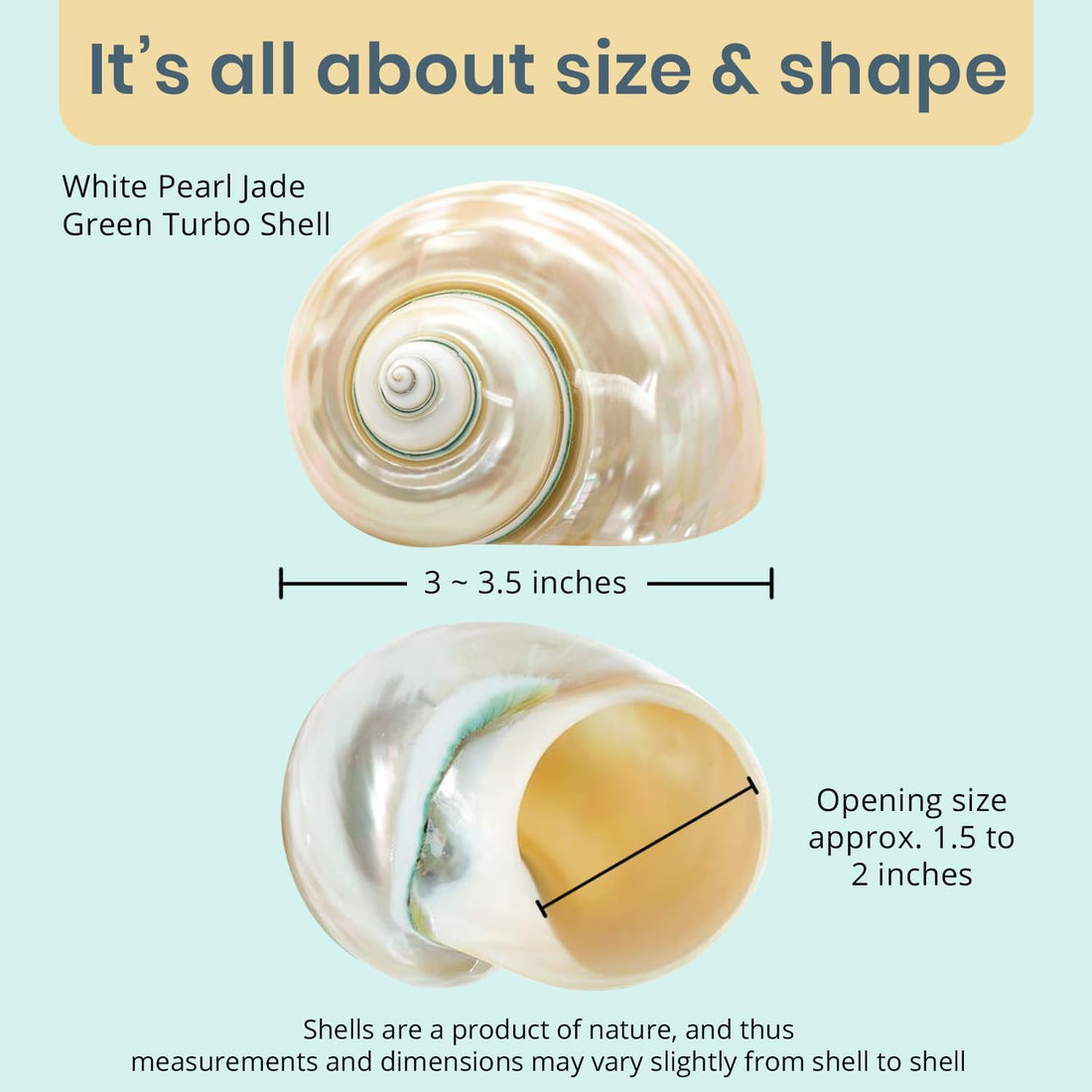 Hermit Crab Shells | Turbo Shells