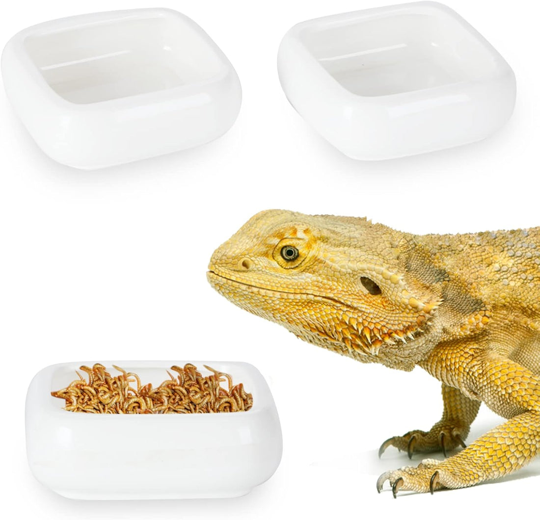 Ceramic Reptile Food Bowls, Reptile Water Food Dish