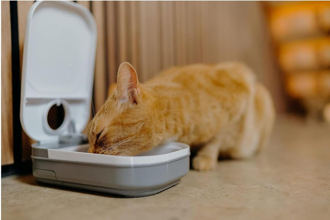 Cat Mate C100 Single Meal Automatic Timer-Controlled Pet Feeder