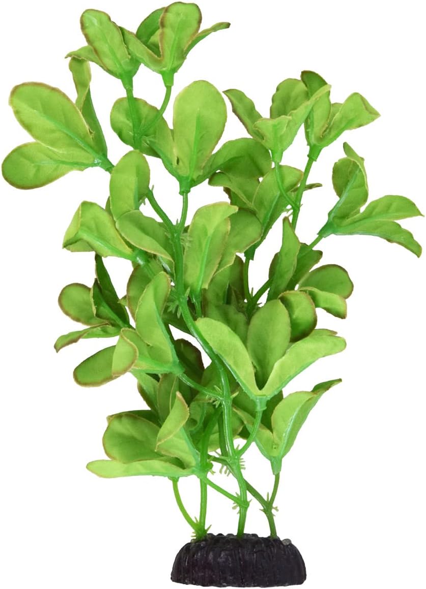 Underwater Treasures Silk Bacopa Monnieri - 8"