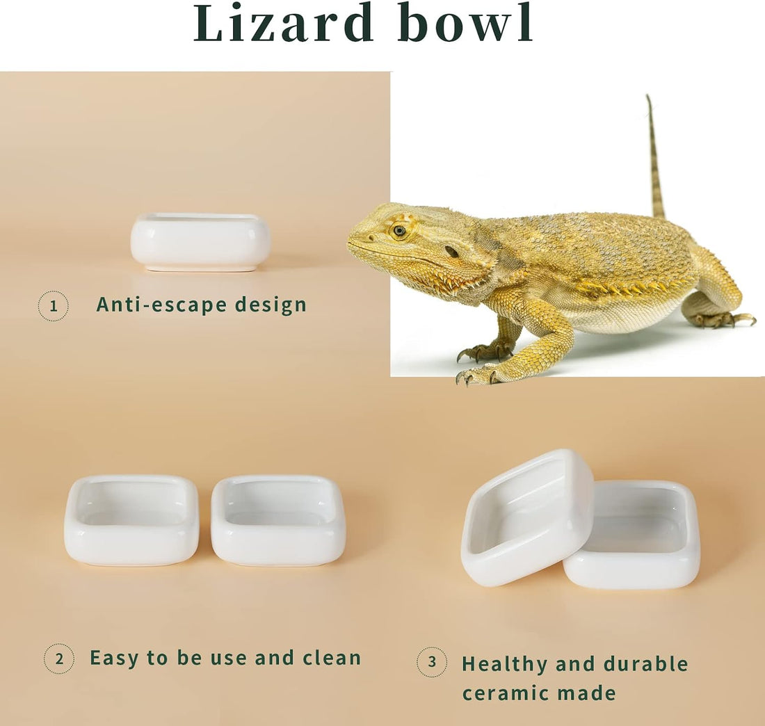 Ceramic Reptile Food Bowls, Reptile Water Food Dish
