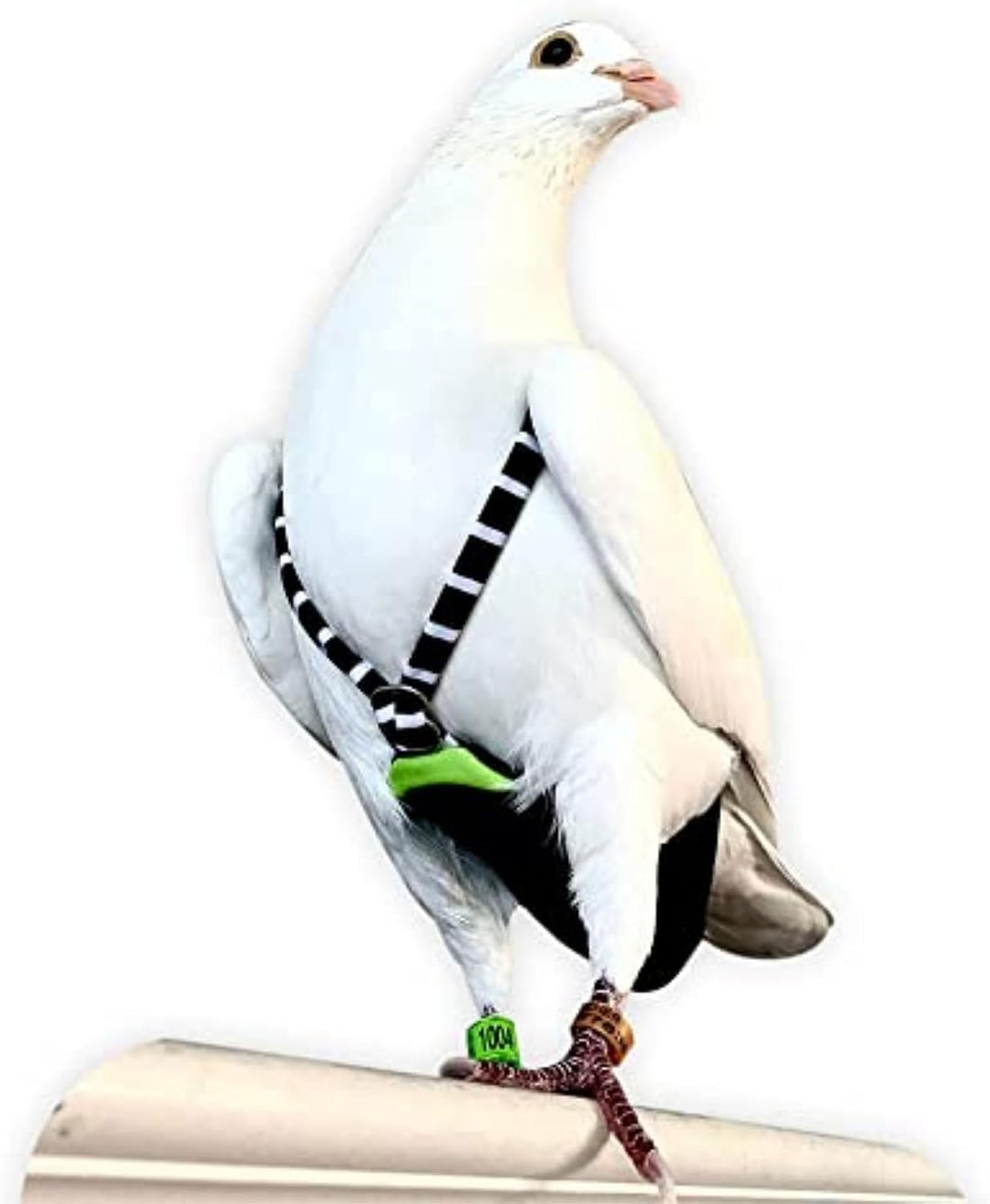 FLYPER Adjustable Mini Bird Diaper | Reusable, Washable Cloth