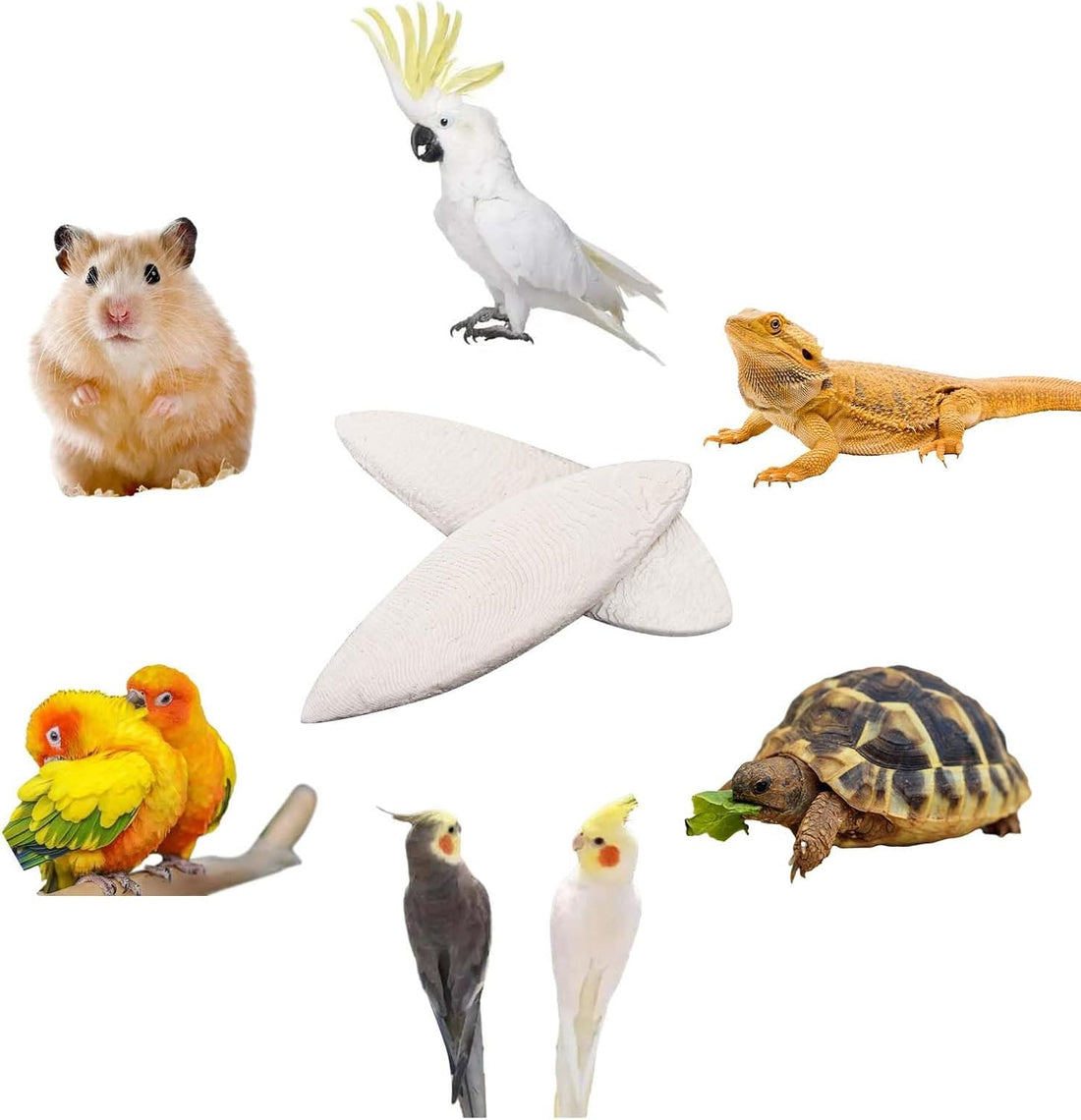 Cuttlebone for Birds 6 Pcs Large Natural Cuttlefish Bone for Parakeets