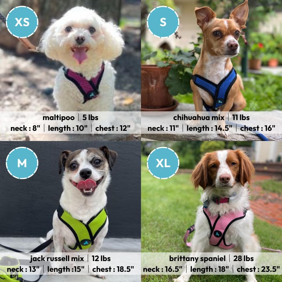 Gooby Comfort X Step-in Lite Harness, Choke-Free, Blue, Medium