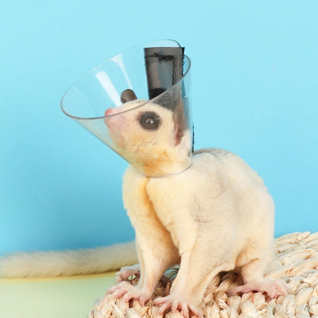 Sugar Glider Recovery Cone - Adjustable Protection Collar Soft