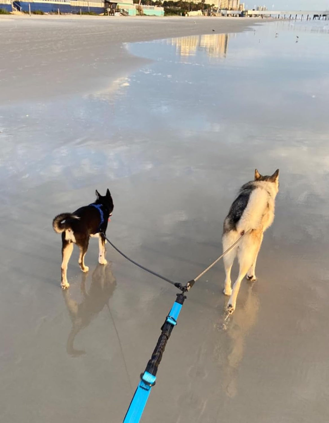 Mycicy 5 FT Double Dog Leash Coupler