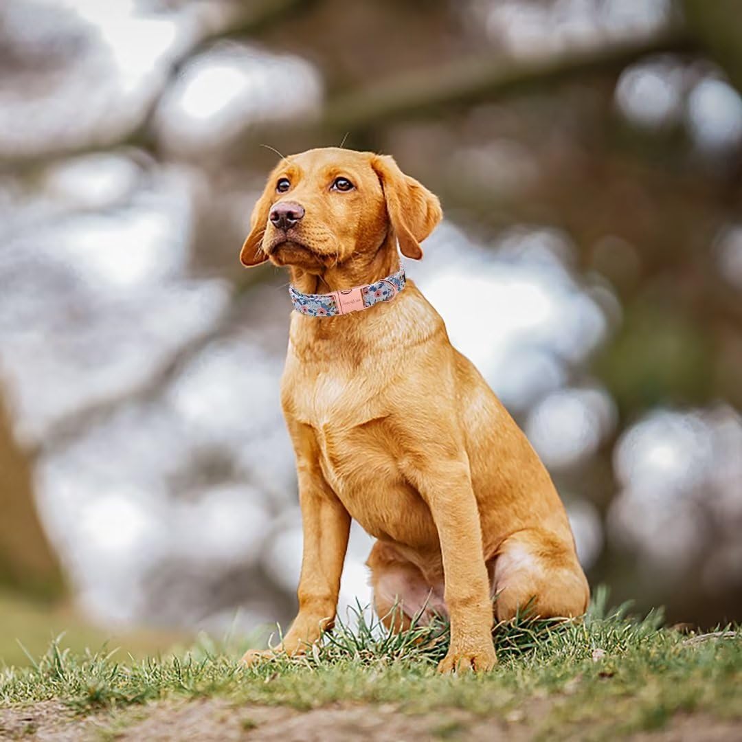 Unique Style Paws Dog Collar With Metal Buckle