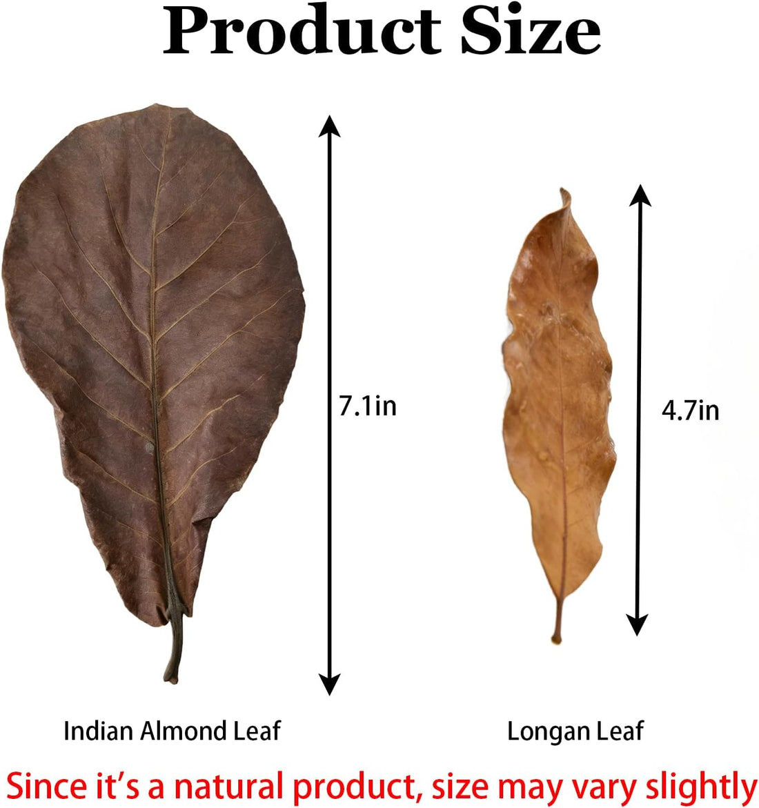 70Pcs Leaf Litter for Reptiles Indian Almond & Longan leaves Substrate