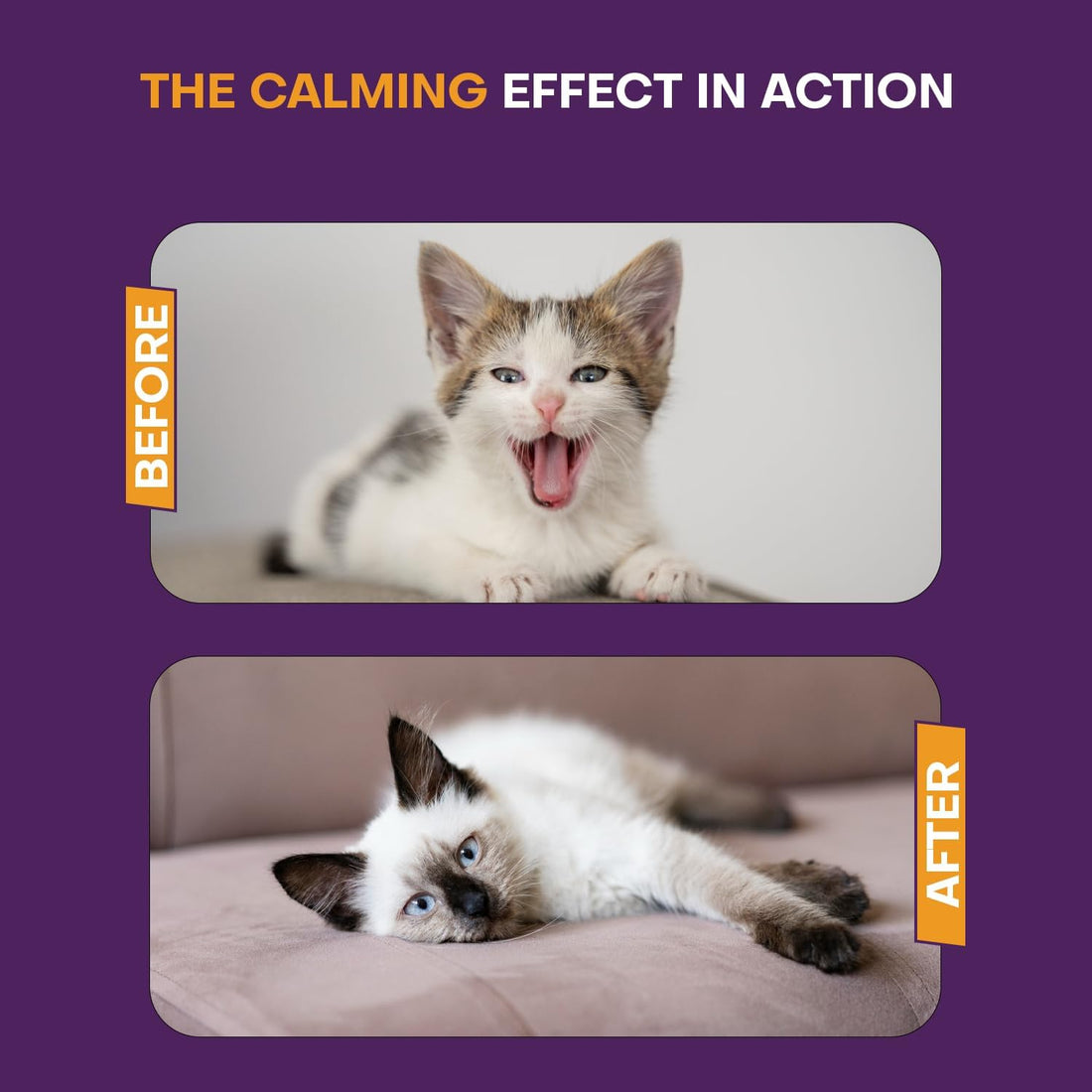 Cat Calming Diffuser Kit 2 Plug-in Diffusers & 3 Refills