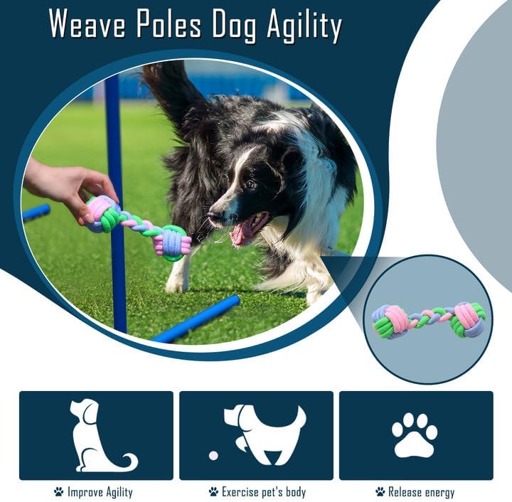 Dog Agility Training Equipment