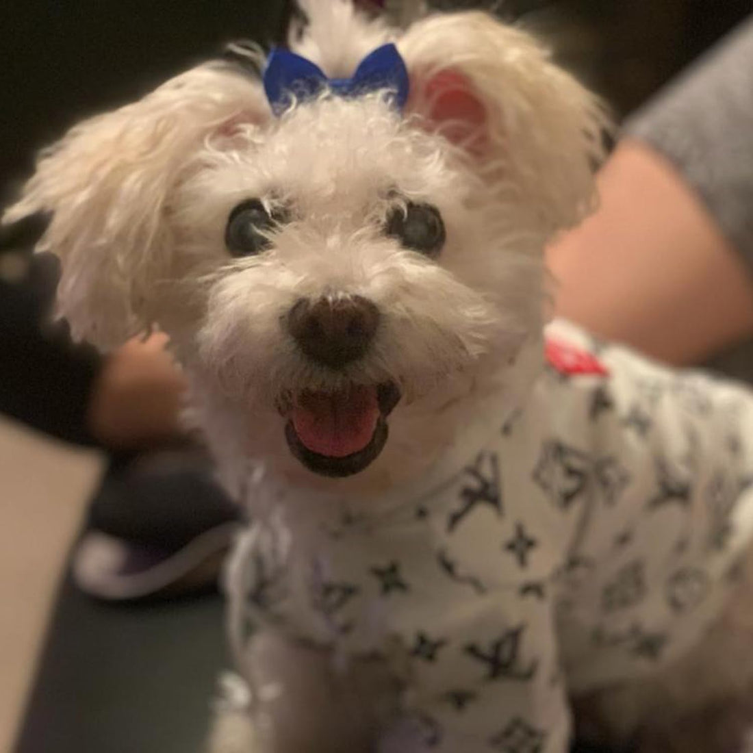 Clipband Puppy Dogs Hair Barrettes Bows with Rubber Bands,Hair