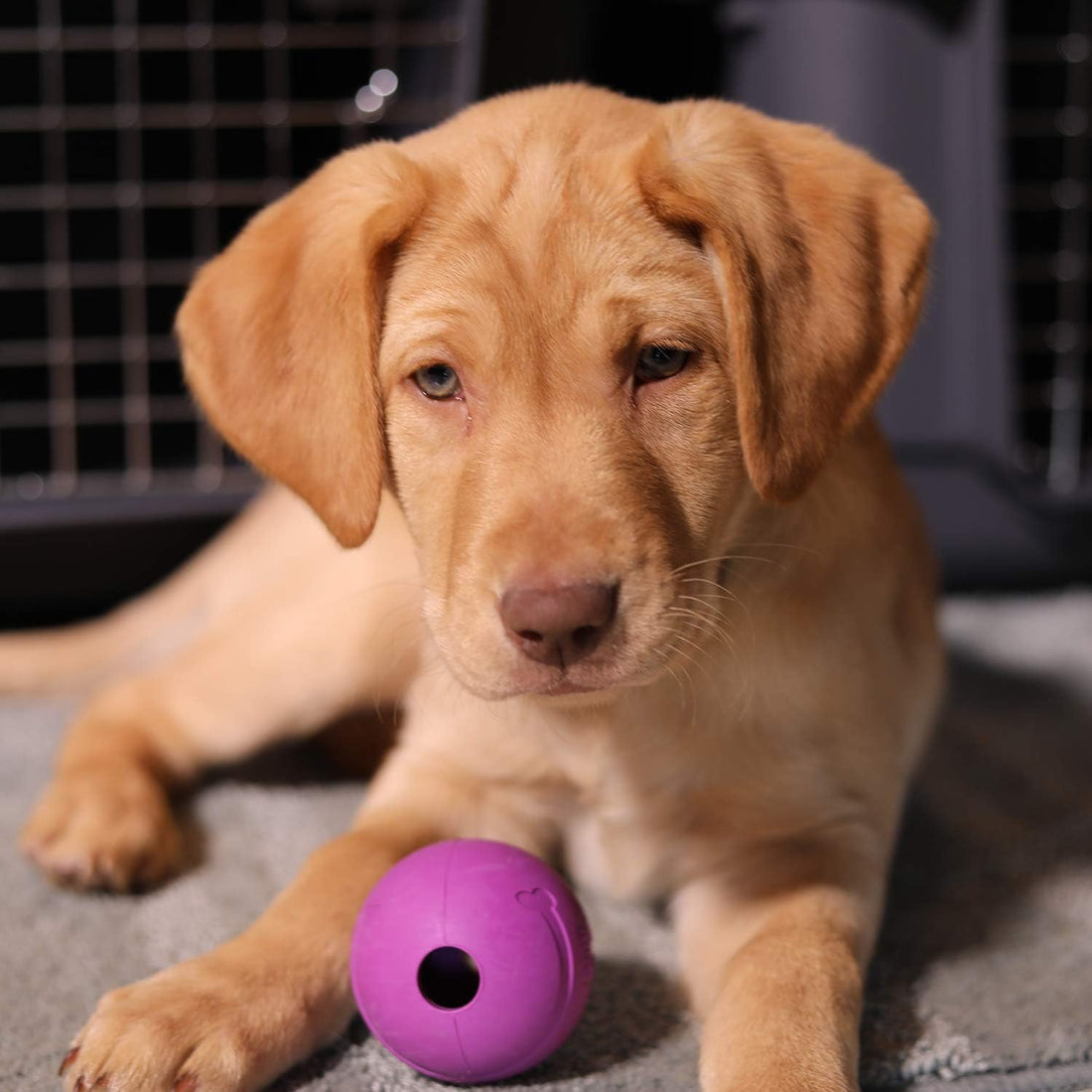 Chew King Fetch Balls Extremely Durable Natural Rubber Toy 2.5 inch