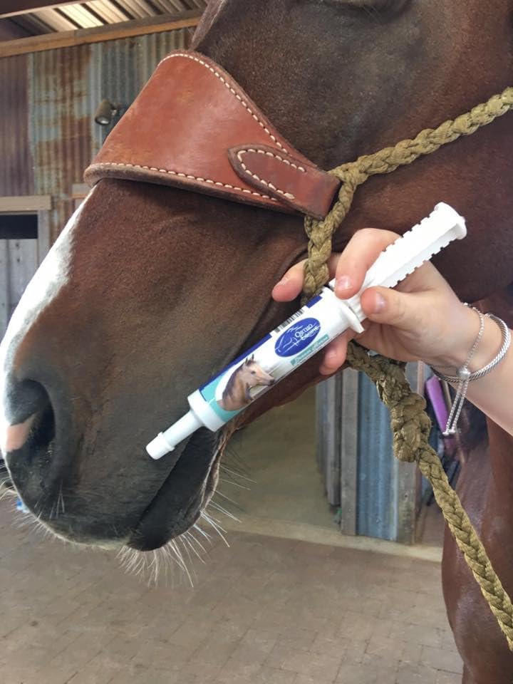 Dream Horse Calming Paste for Horses, Stress & Focus, 16oz