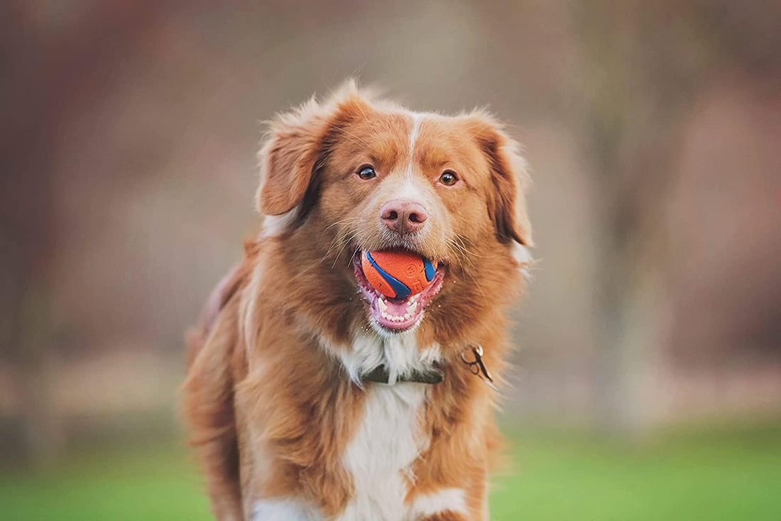 Chuckit! Fetch Pack - Chuck It Dog Ball Launcher 18 M, Tennis Ball