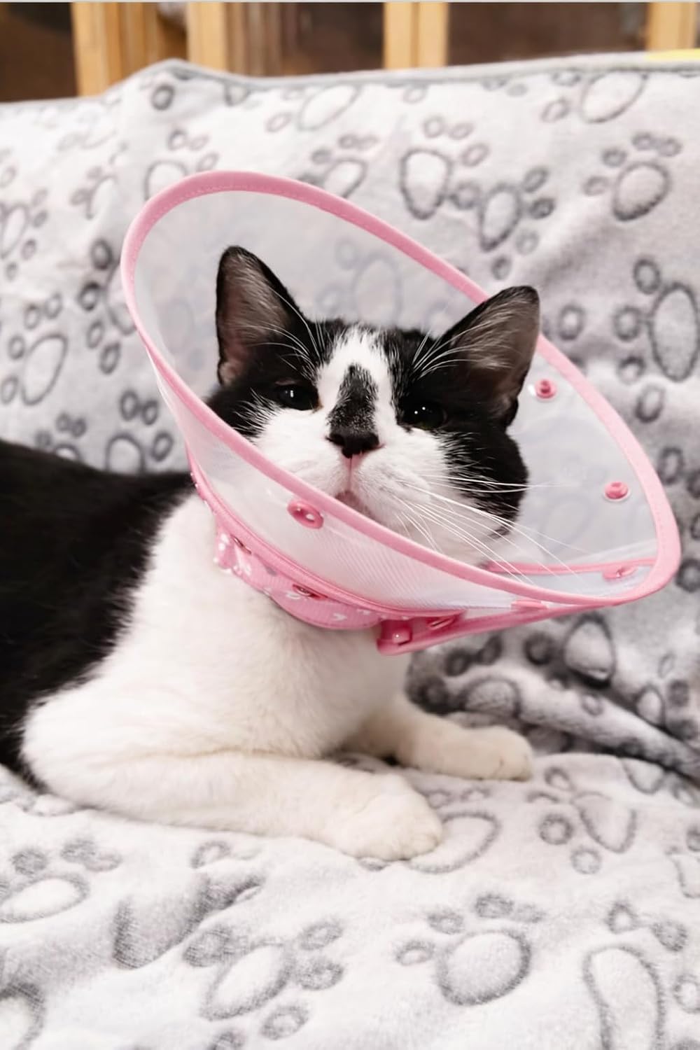 Cat Cone Collar After Surgery to Stop Licking, Escape-Proof