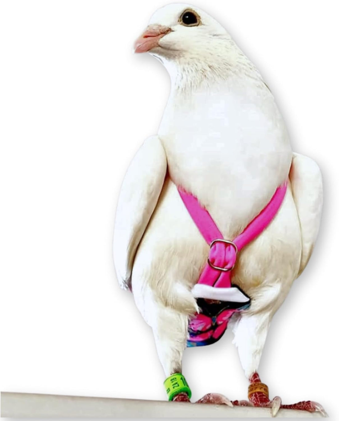 FLYPER Adjustable Mini Bird Diaper | Reusable, Washable Cloth