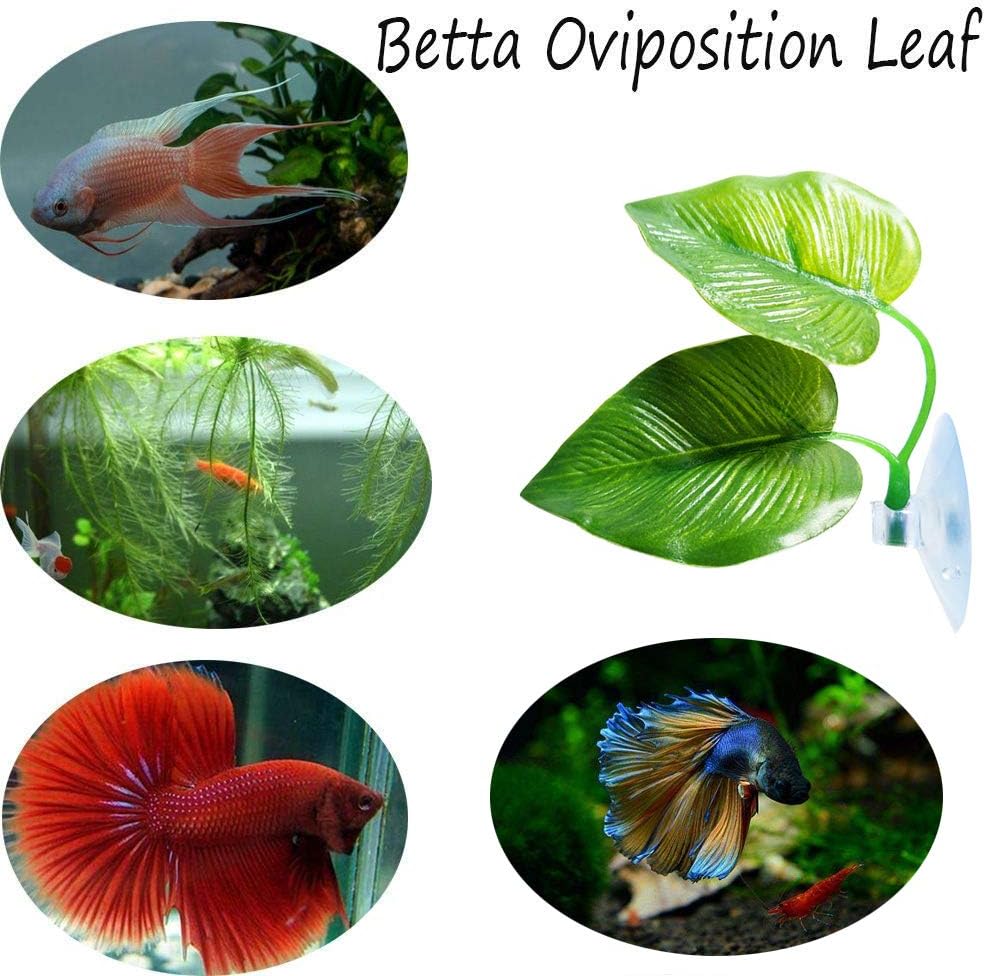 CousDUoBe 2 Pack Betta Fish Leaf Pad Improves Betta's Health by