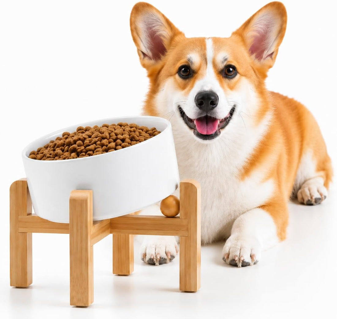 Petygooing White Raised/Elevated 15°Slanted Ceramic Dog Bowl