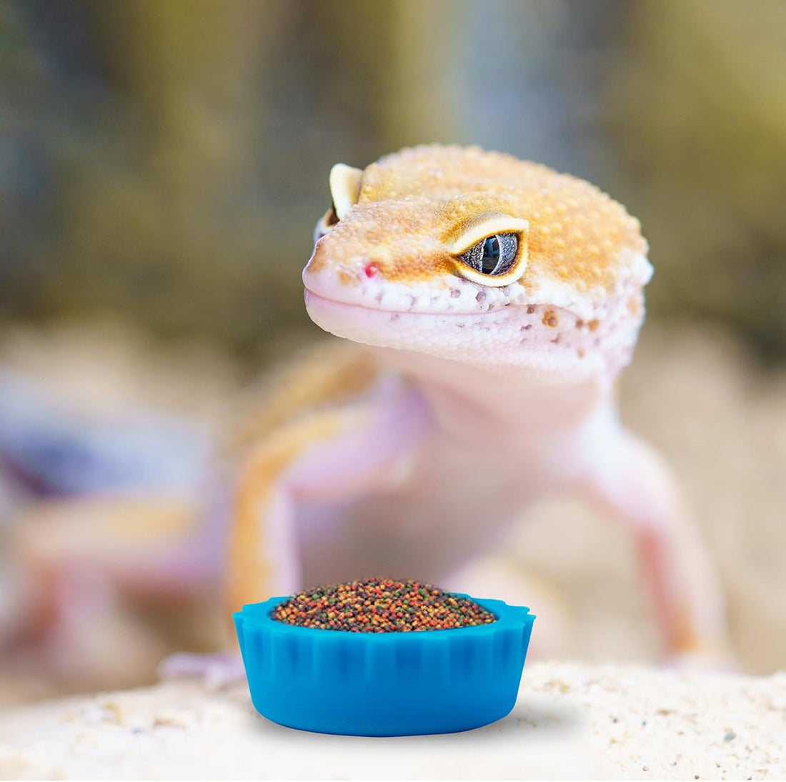 30PCS Crested Gecko Feeding Cups, Refile Food Dish
