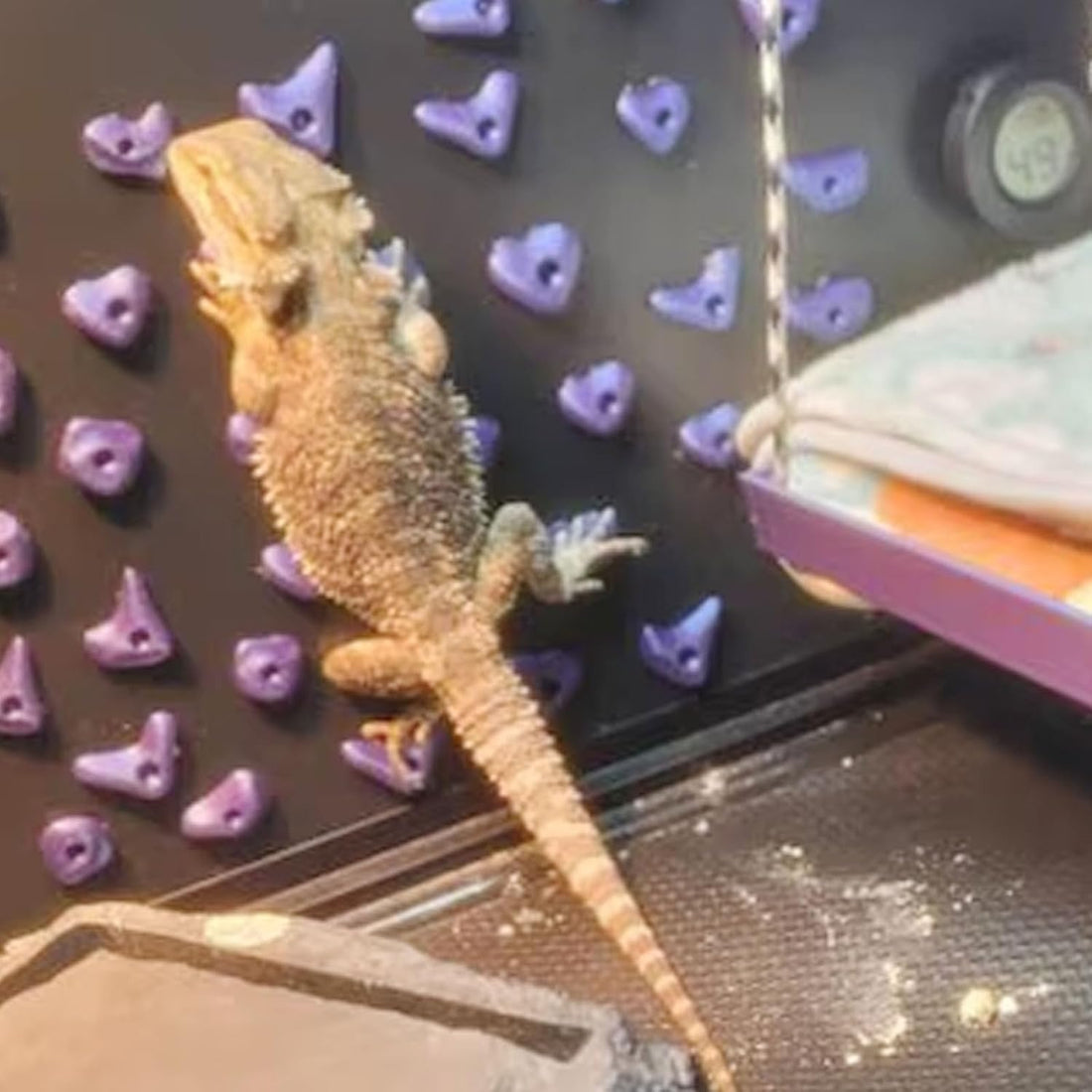 24Pcs Rock Climbing Holds for Bearded Dragons,Reptiles Toy Rock Wall