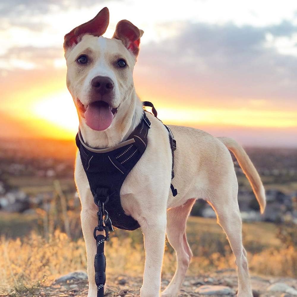 rabbitgoo Dog Harness No Pull with 2 Leash Clips