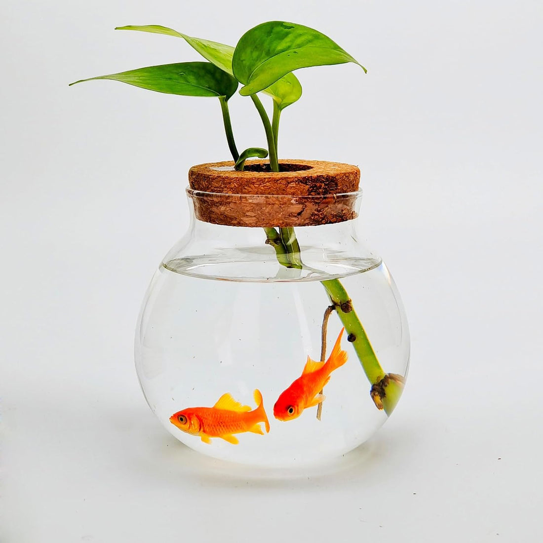 Small Betta Fish Tank Glass Fish Bowls for Betta Fish Goldfish