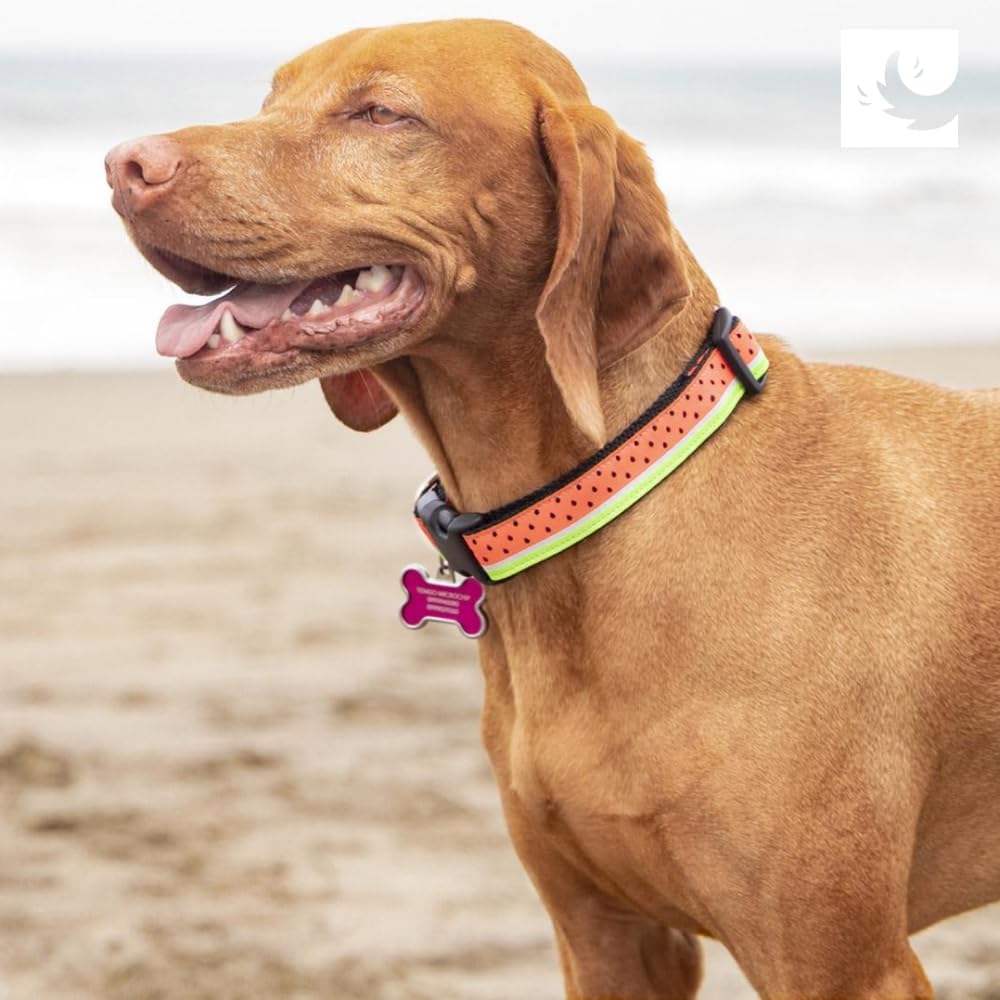 RC Pets Clip Collar | Adjustable, Durable, Comfortable & Fashionable