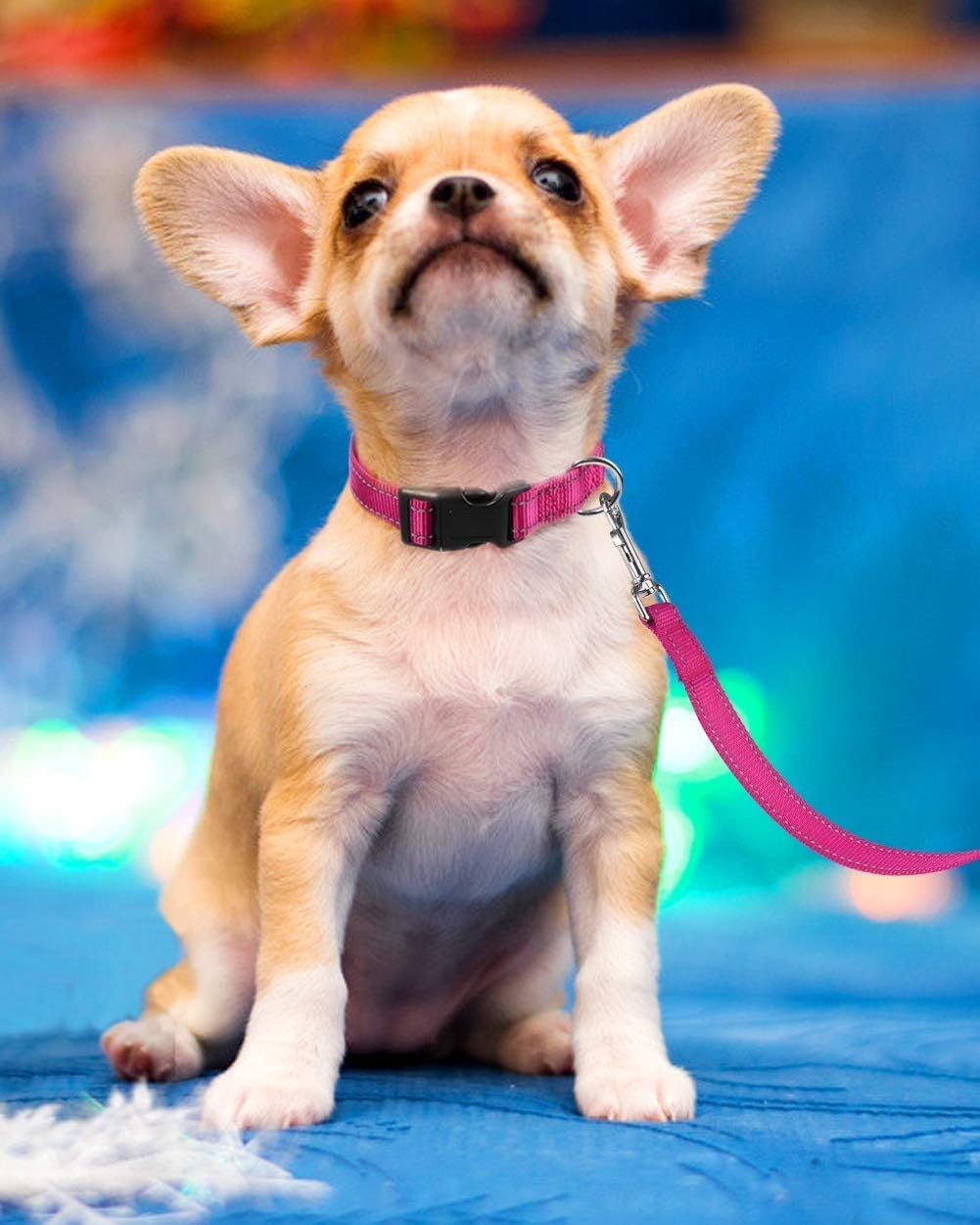 Reflective Dog Collar with Buckle Adjustable Safety Nylon Collars