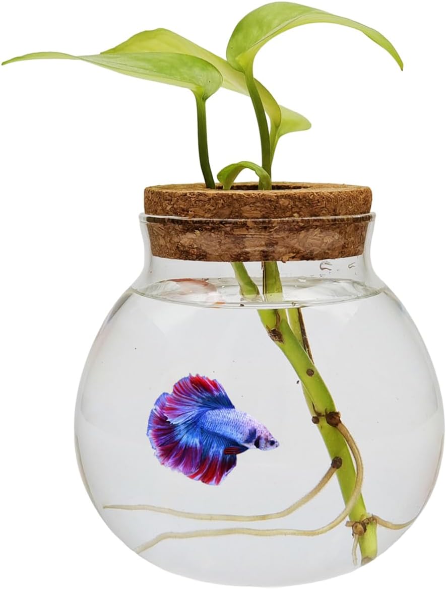 Small Betta Fish Tank Glass Fish Bowls for Betta Fish Goldfish